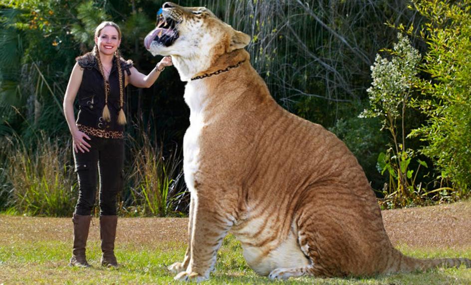 persilangan antara macan dan singa